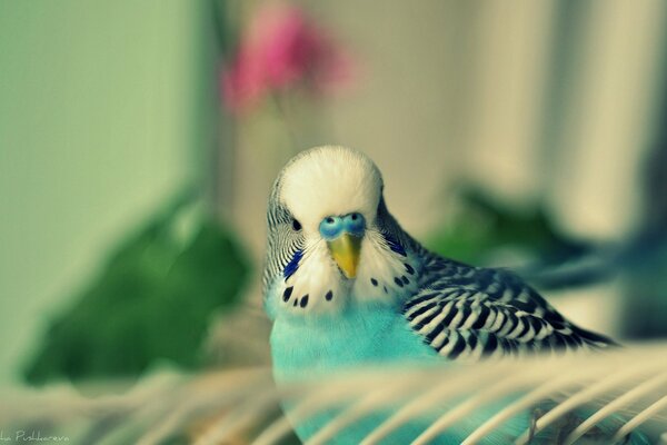 Turquoise parrot looks at the cage