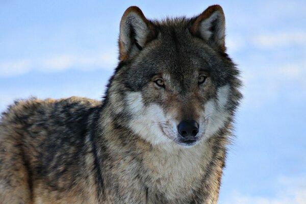 A wolf with a piercing gaze in the snow