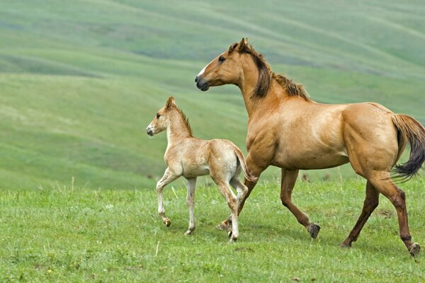 Ein Fohlen und ein Pferd laufen auf dem Rasen und schauen nach vorne