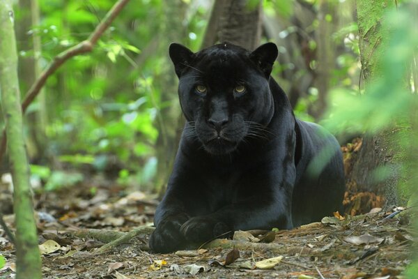 Pantera negra en el bosque descansando