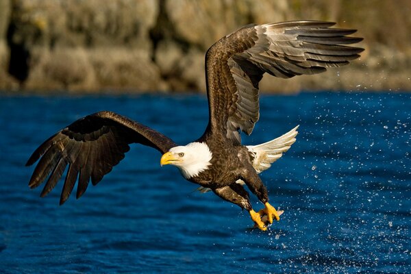 The flight of an eagle on the background of water