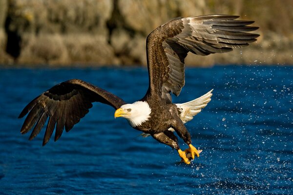 Volo dell Aquila sullo sfondo dell acqua