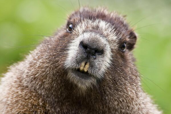 Beaver face with teeth