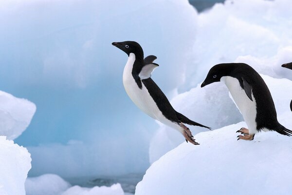 Fliegende Pinguine auf Schnee Hintergrund