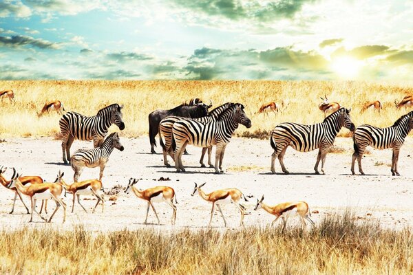 Zebras, buffaloes, antelopes in the shroud of Africa