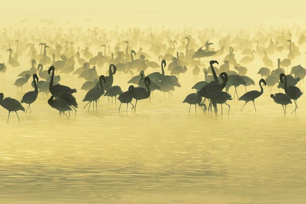 Südafrika. Flamingos auf der Wasserstelle