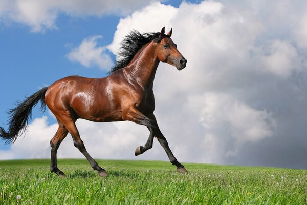A bay horse is galloping across the field