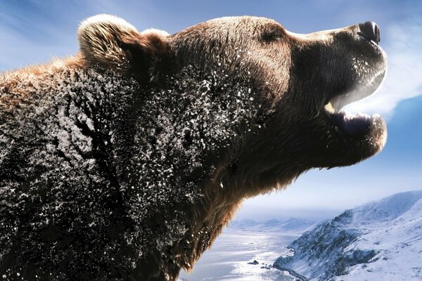 The roar of a bear on the background of a snow-covered river