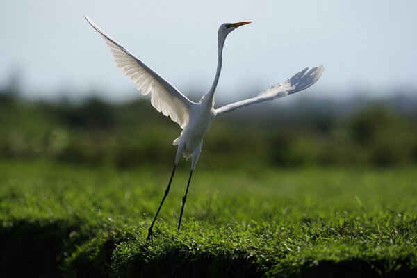 Oiseau dans la nature, a ouvert les ailes de Bud quelque chose dans la danse