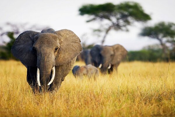 In der Natur leben Elefanten in der Savanne