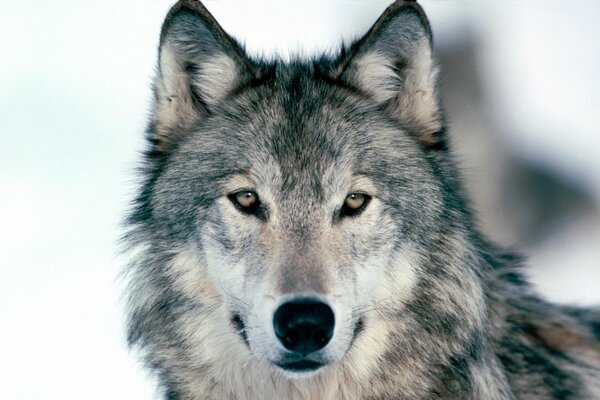 A gray wolf with intelligent eyes