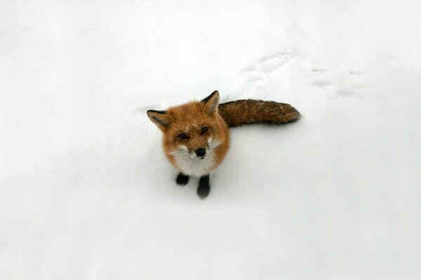 Cute fox with a touching look