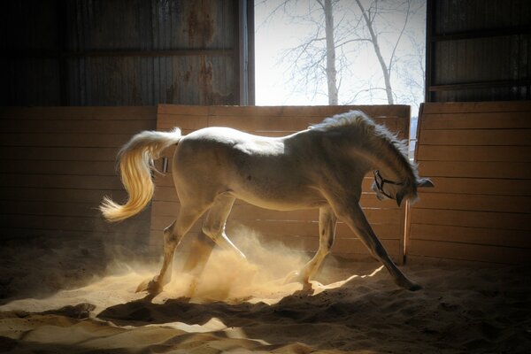 A white horse in a paddock, illuminated by the rays of the sun