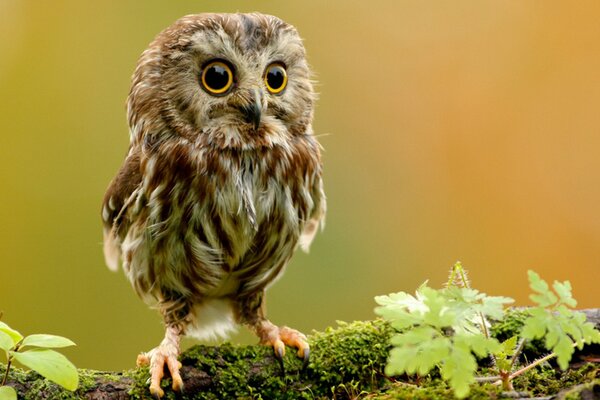 Owl on a tree branch