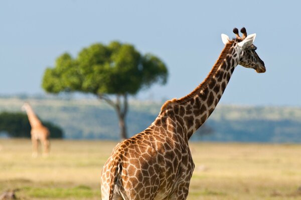 Girafes australiennes brûlées par la chaleur