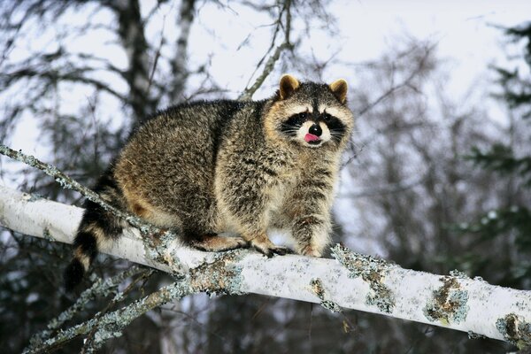 Matón de mapache en el bosque de invierno