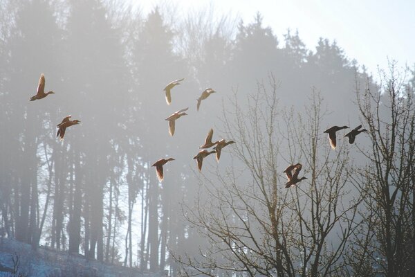 Птицы улетают туманным утром