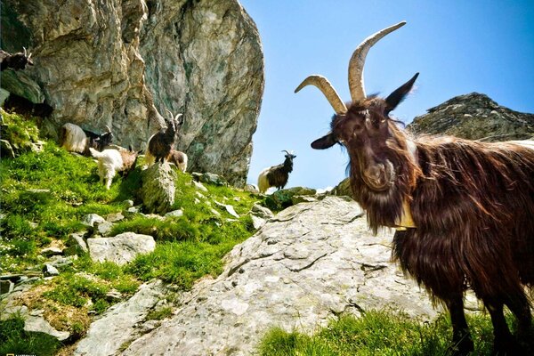 Mountain goats on rocky paths among greenery