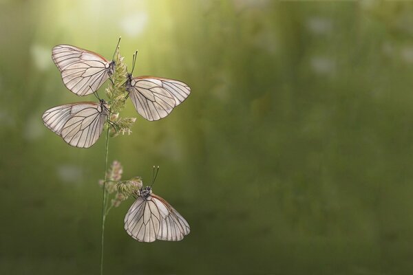 Été. Quatre papillons sur une fleur