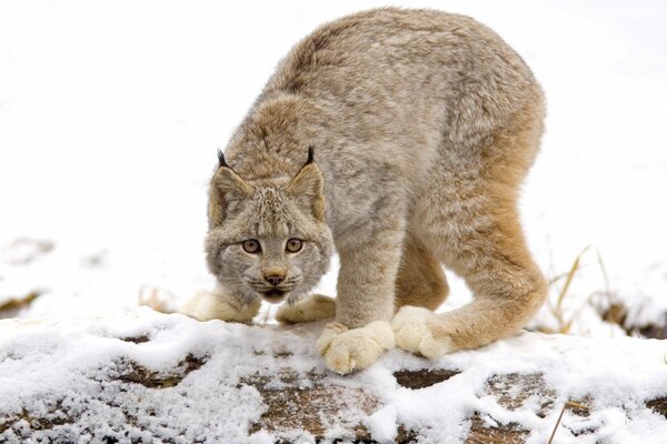 Lynx dans une clairière enneigée