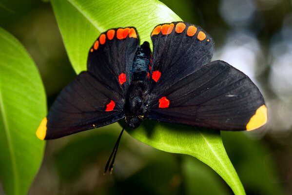 Grand papillon parmi le feuillage