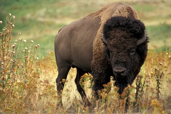 Bufalo in un campo tra l erba gialla