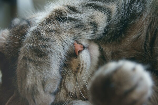 The cat has closed his muzzle with his paw and is not looking