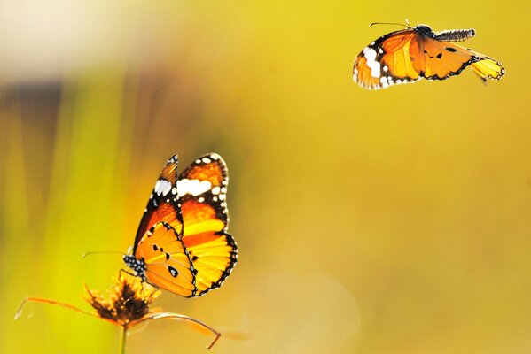 Two beautiful butterflies on the background