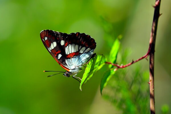 An incredible butterfly is sitting on a leaf of a branch