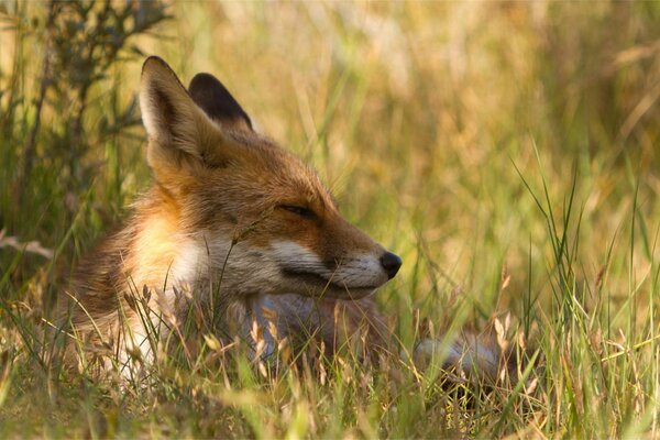 A happy fox is lying in the grass