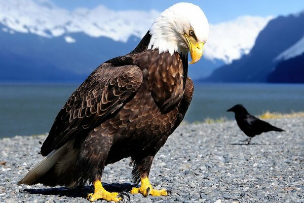 Birds of different sizes against the background of mountains