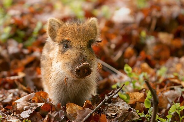 Ein kleines Wildschwein in Herbstlaub