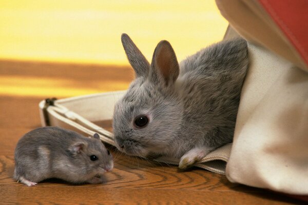 A gray rabbit next to a gray hamster