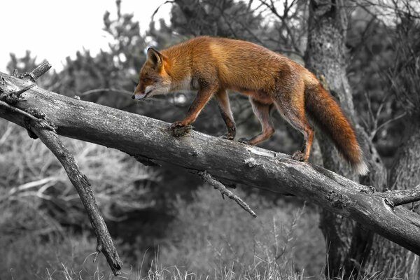 Promenade du renard dans l arbre