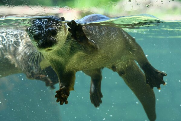 Otter waves his hand in the water