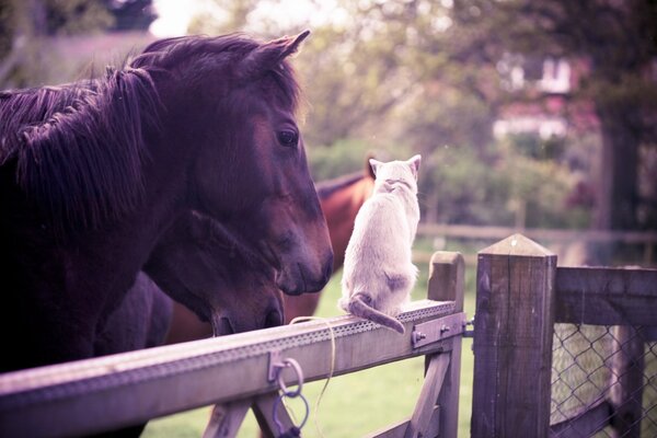 Pferd und Katze. Tierfreundschaft