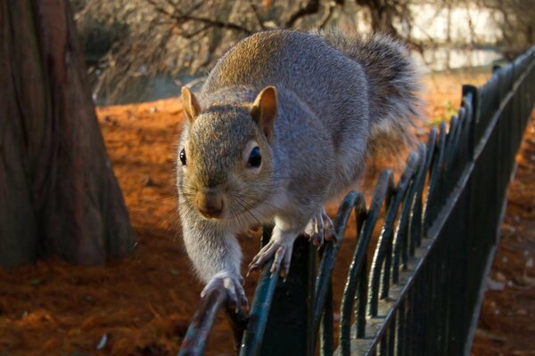 Squirrel climbing the fence of the autumn park