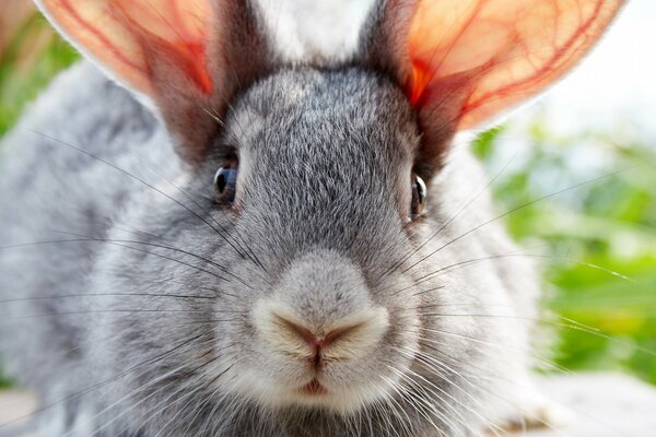 Szary królik z dużymi uszami i wąsami