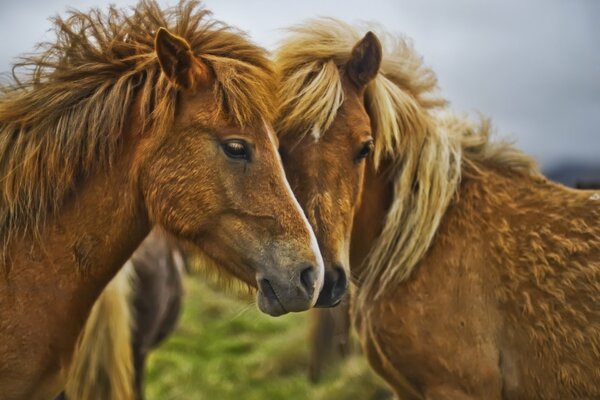 Caballos con melena peluda