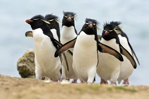 Zbliżające się stado pingwinów czubatych