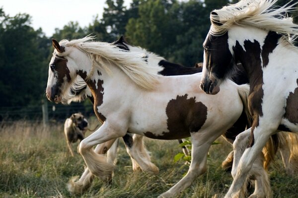 A herd of white horses are running