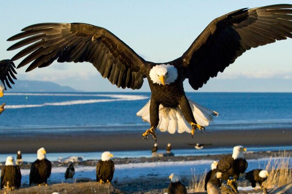 Une large envergure aide les aigles à chasser