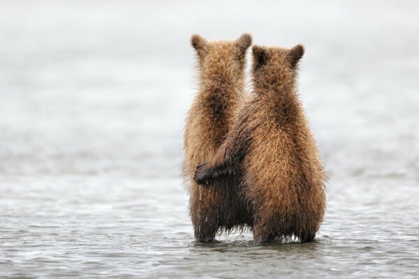 Rendez-vous romantique avec les ours