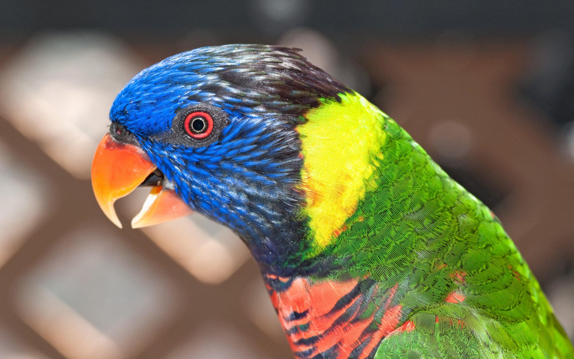 parrot flowers poultry