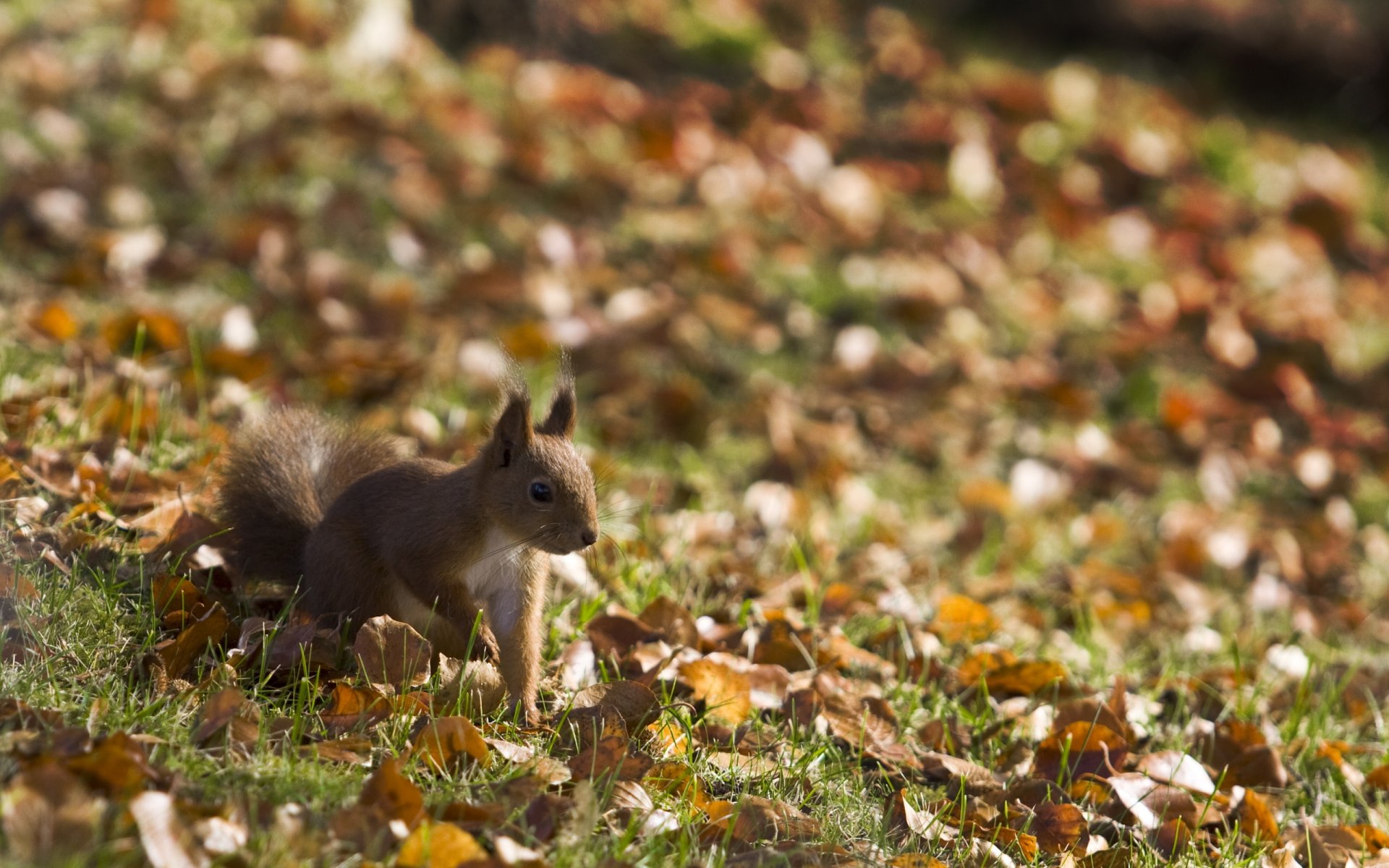 eichhörnchen blick blätter