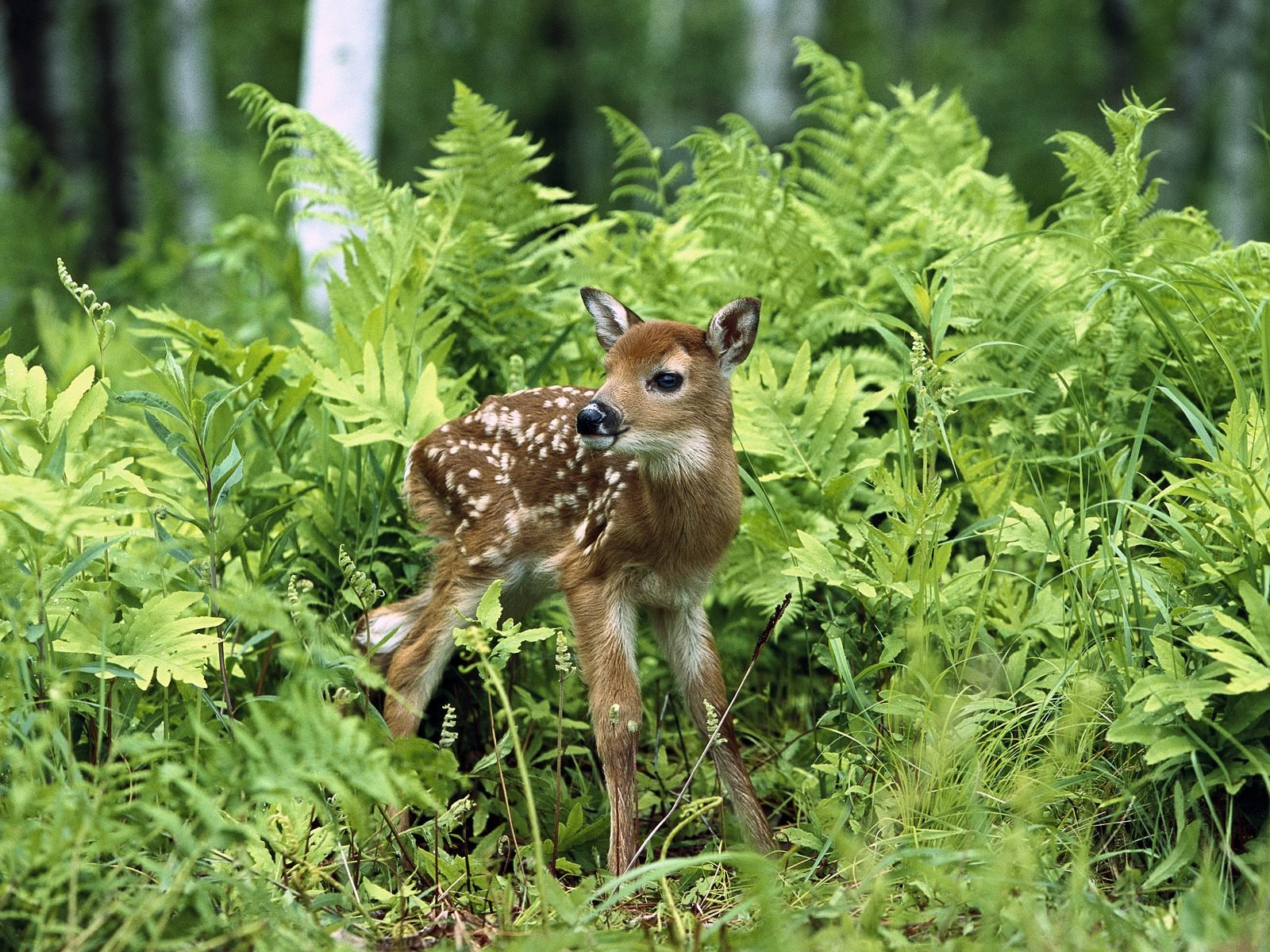 cerf été herbe