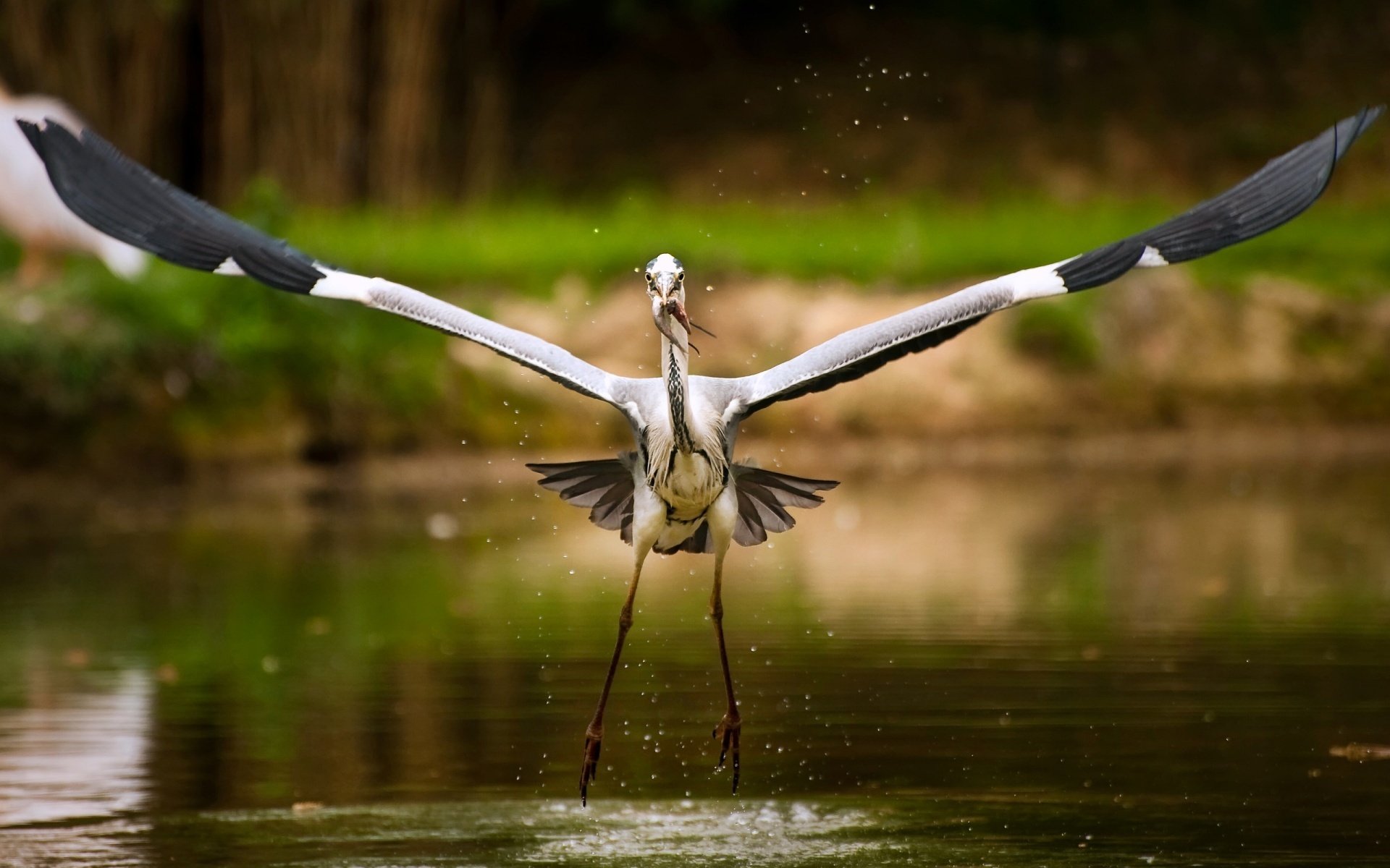 storch see fisch