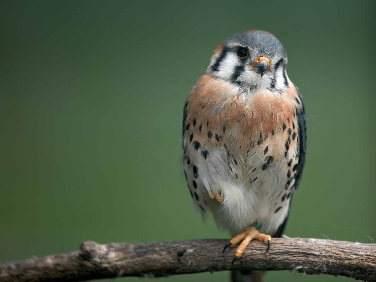 bird branch watche