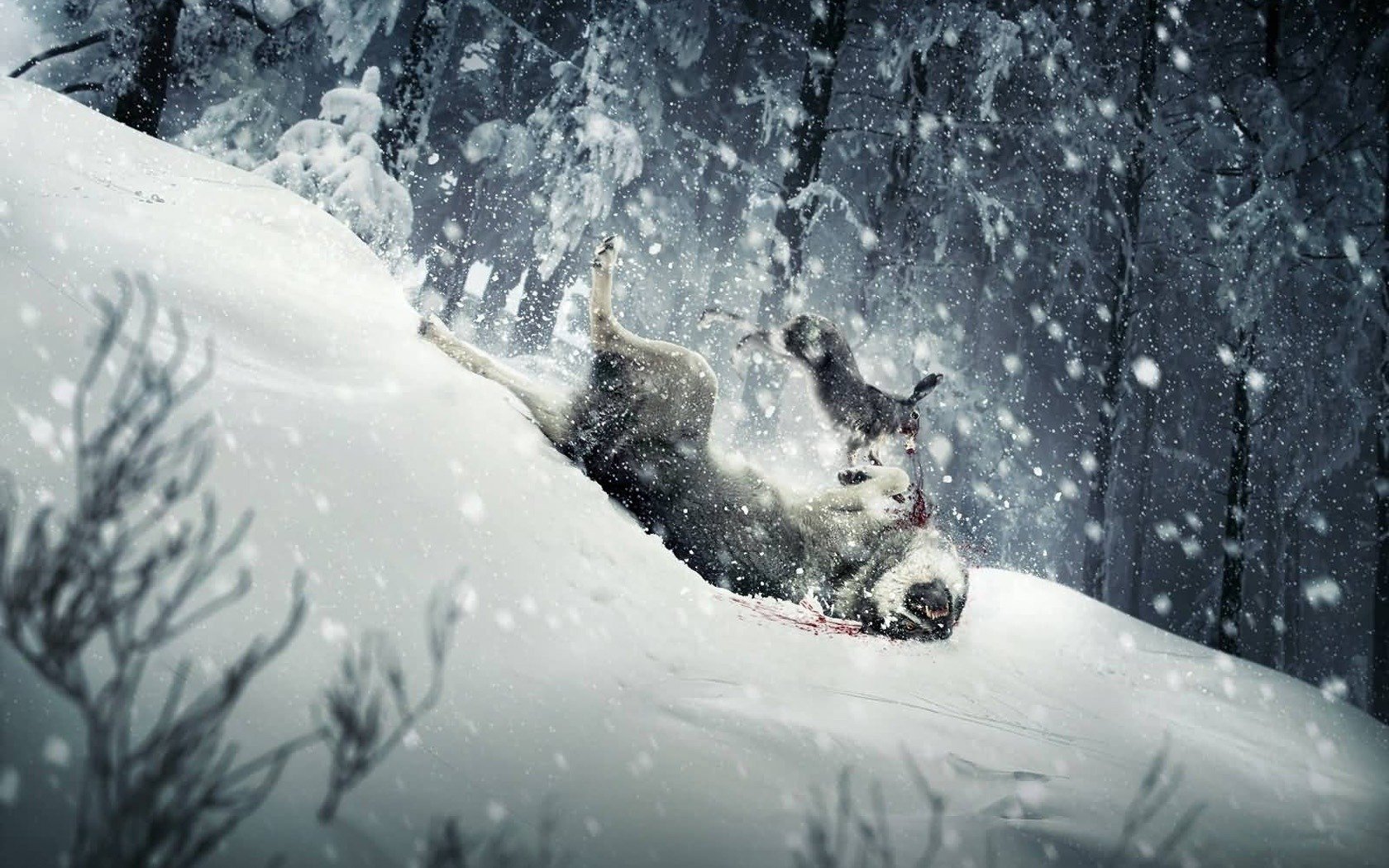 lièvre loup neige