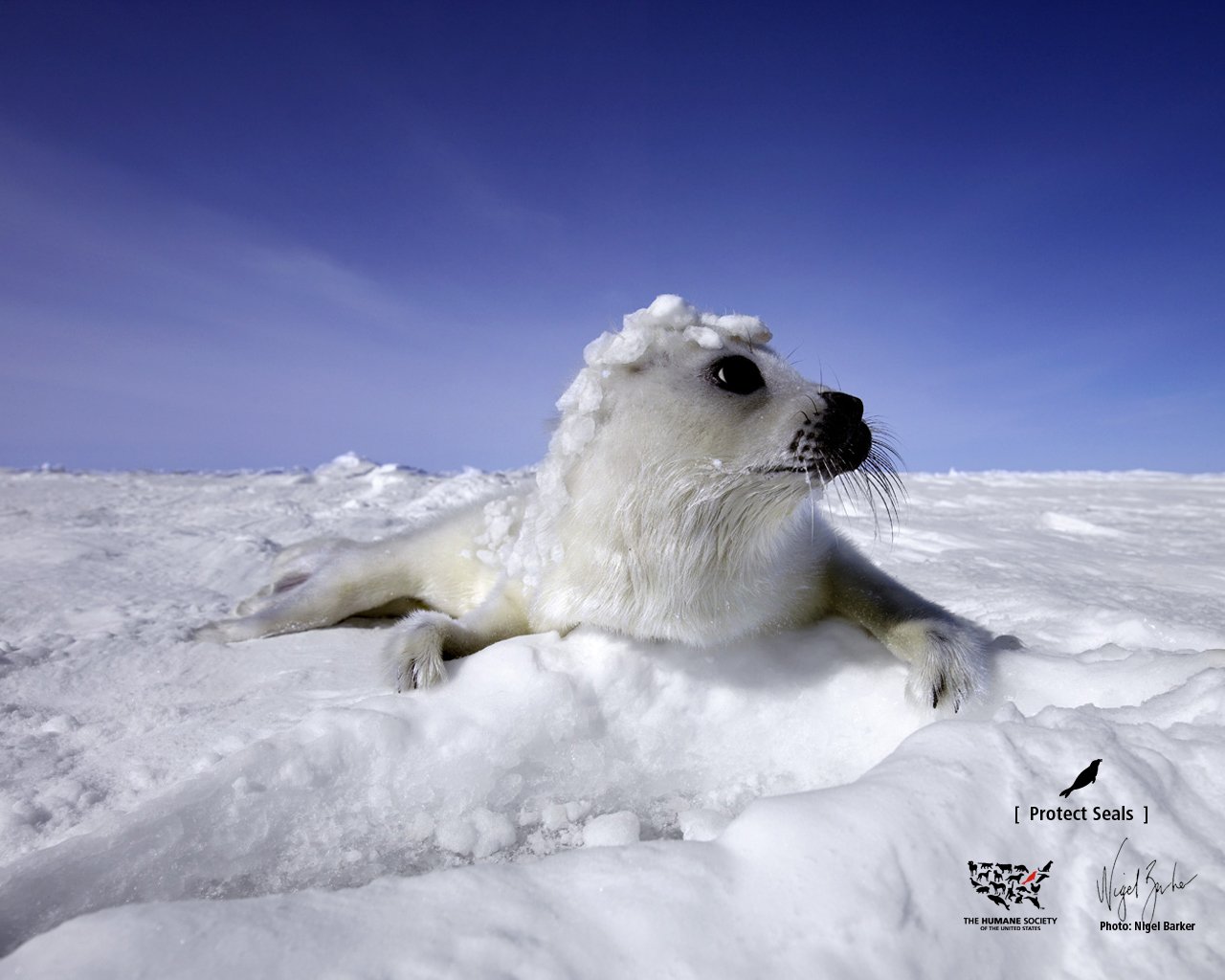 ojos seal nieve